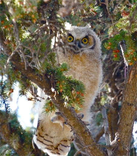 Owlet growing up