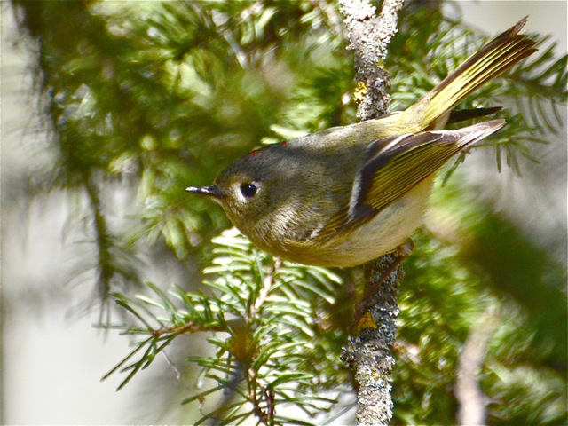 Ruby-crowned Kinglet