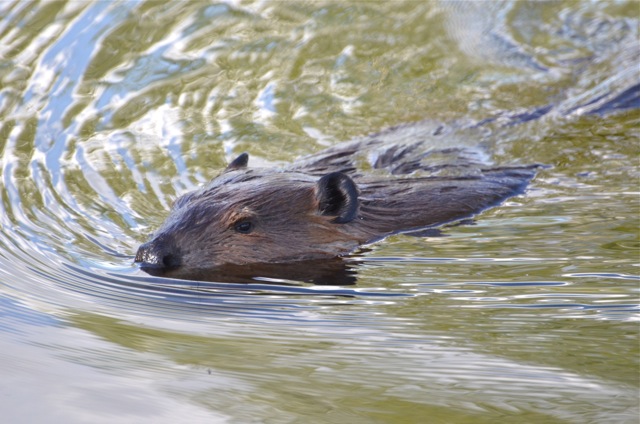 The Beaver Close-up