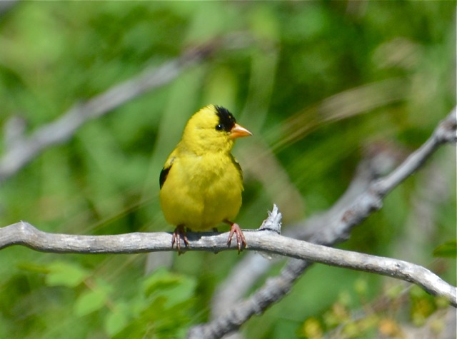 American Goldfinch 2