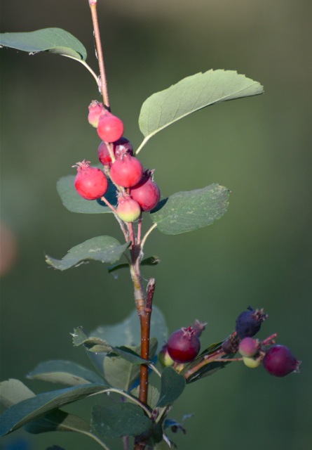 Ripening Saskatoon Berries
