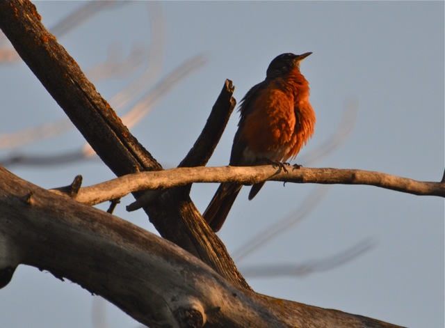 Robin red breast indeed in the eveing light