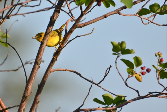 The Yellow Warbler