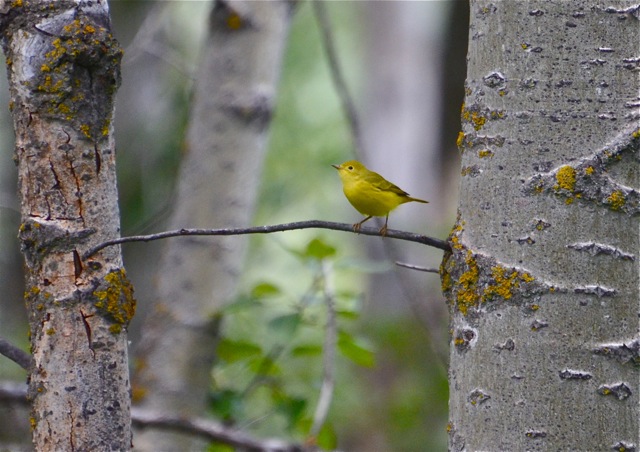Yellow Warbler 2
