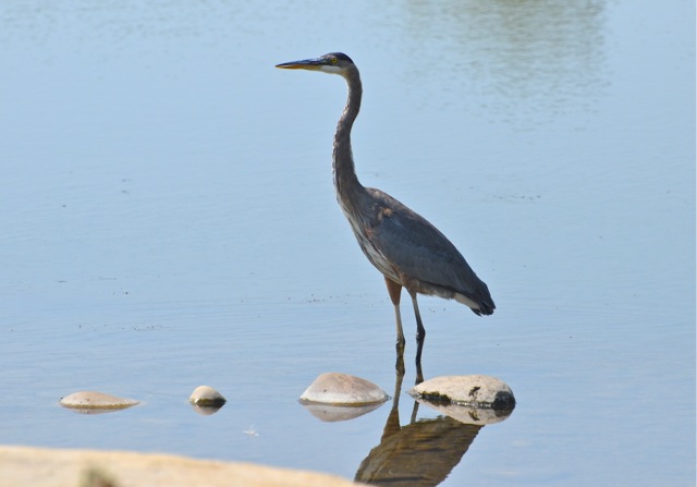 Great Blue Heron