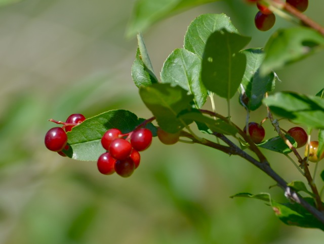 Ripening berries