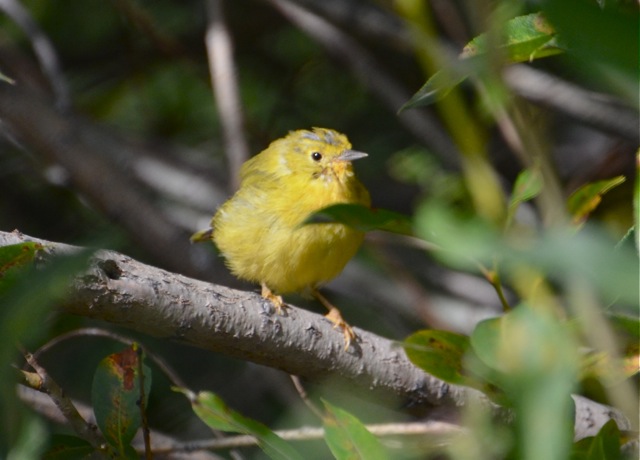 Young Warbler