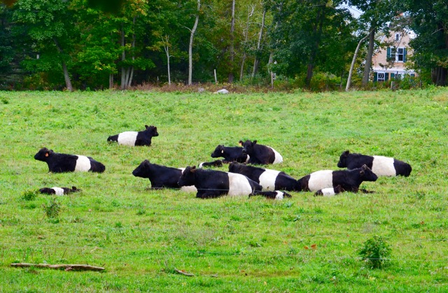2. White-belted cows