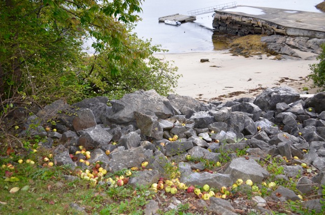 Apples among rocks