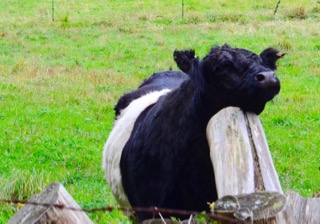 How to scratch an itch