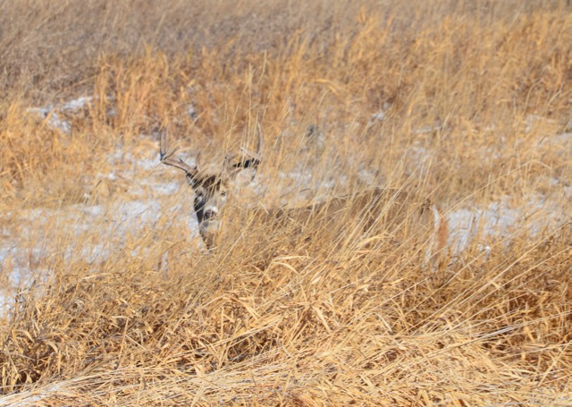 Buck behind grass