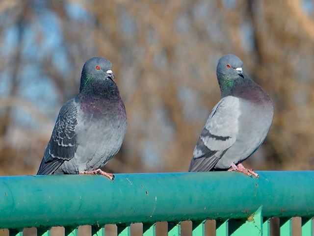 If only we could swim