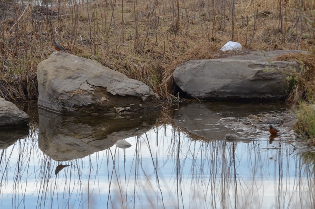 Robins at the pond