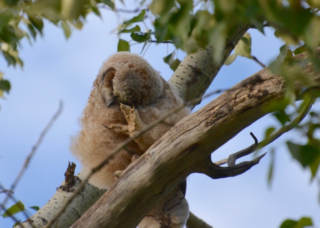 Owlington baby scratching