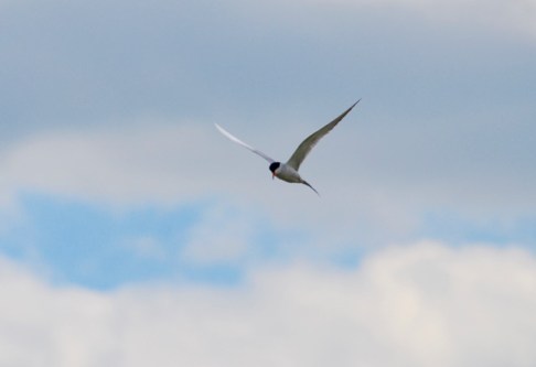 A flying common tern.jpg