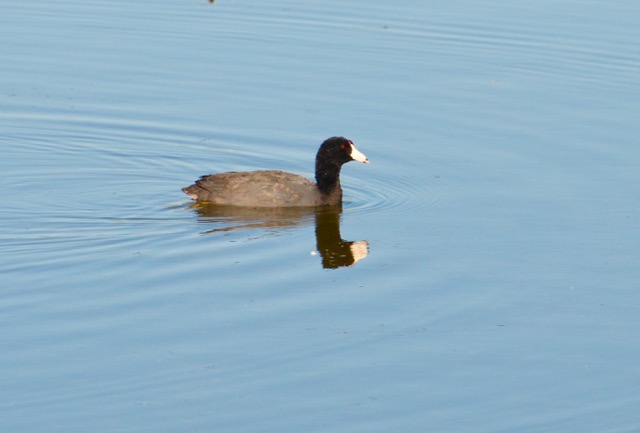 American Coot