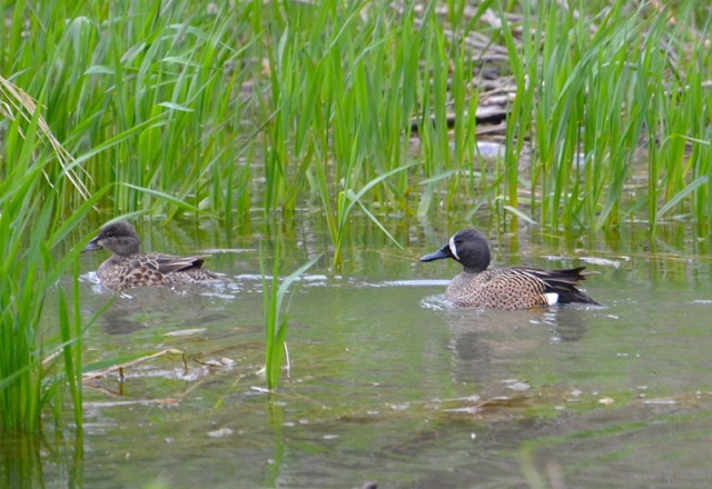 Blue-winged Teal, Male and Female