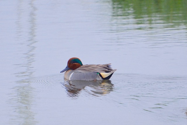 Green-winged Teal