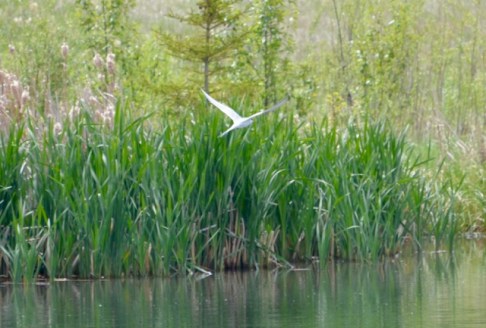Tern flying