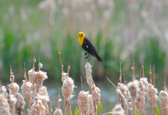 Yellow-headed Blackbird.jpg