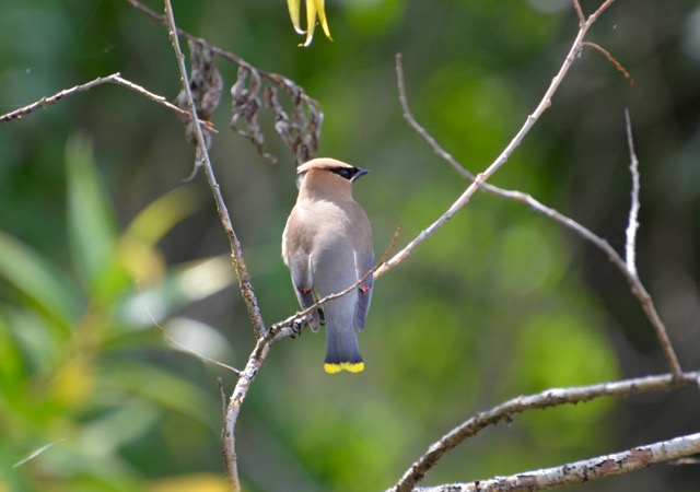 Cedar Waxwing