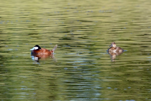 Male & Female Ruddy Ducks