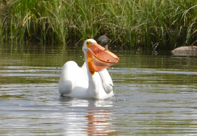 Pelican.jpg