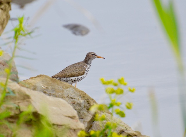Spotted Sandpiper