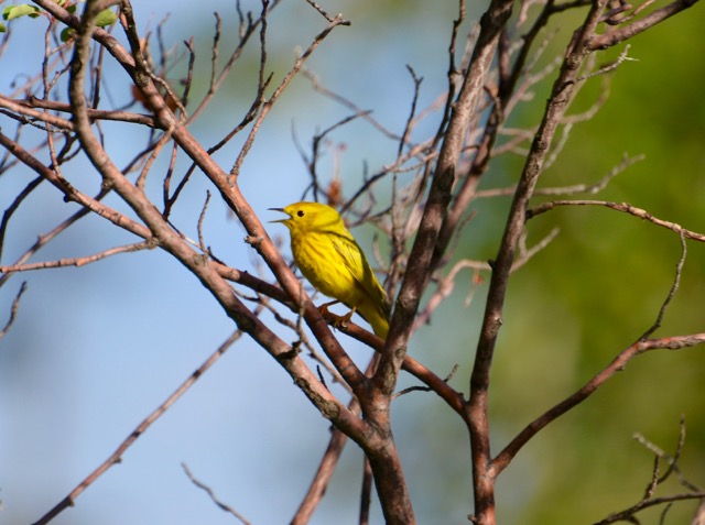 Yellow Warbler