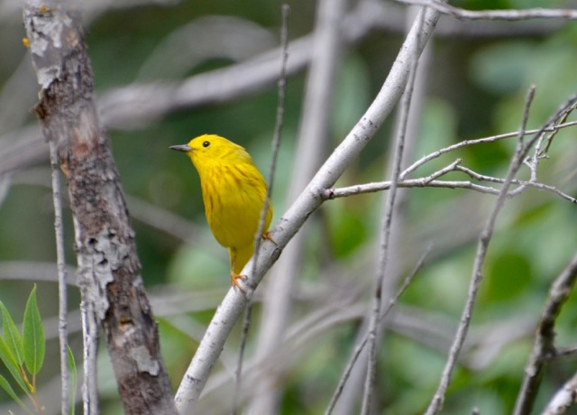 Yellow Warbler