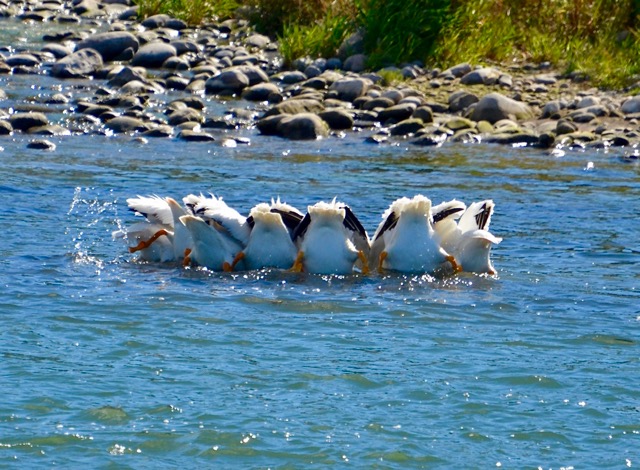 Let's eat together (1)