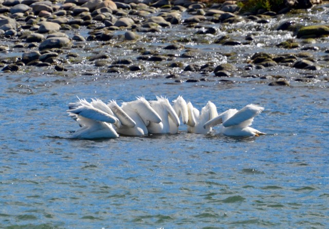Synchronized Swimming (2)