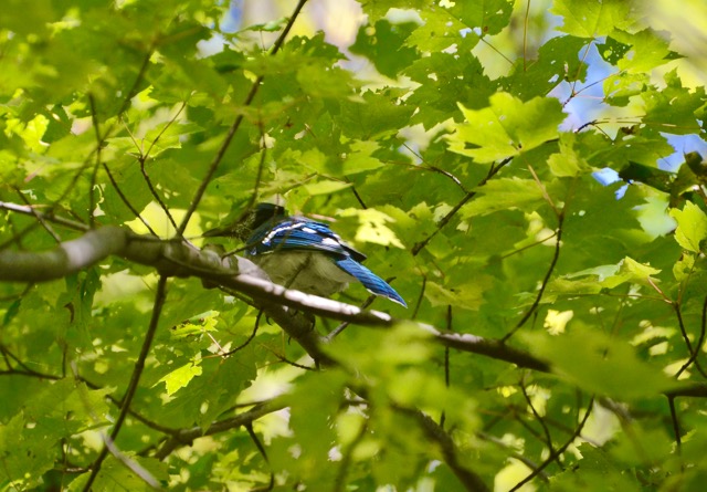 bluejay-in-maple-leaves