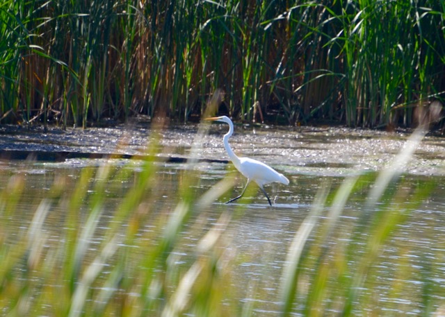egret-on-the-move