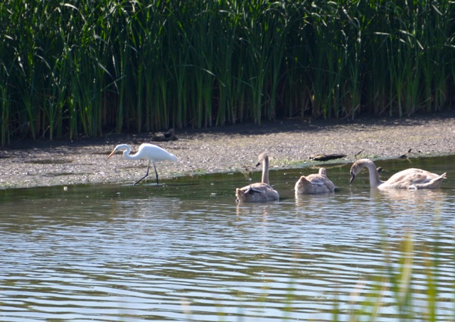 egret-swans