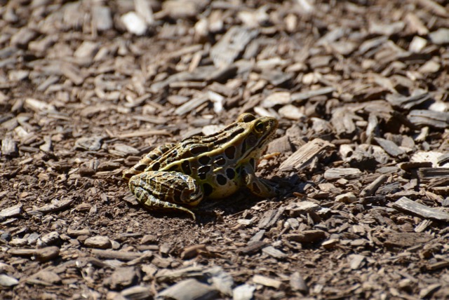 Frog on my path.jpg