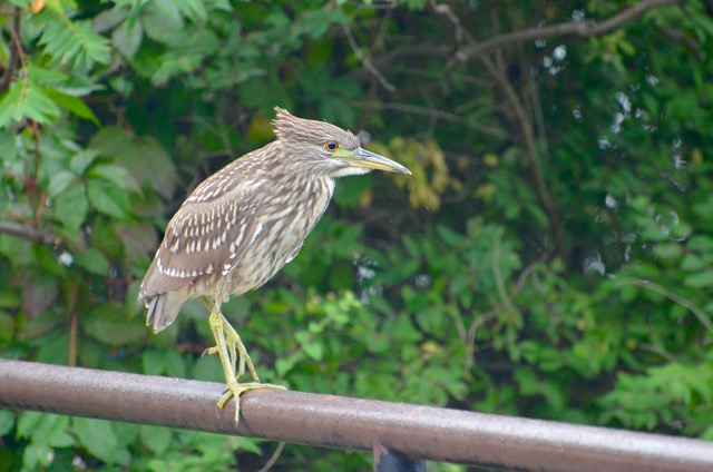 Juvenile Black Crowned Night Heron