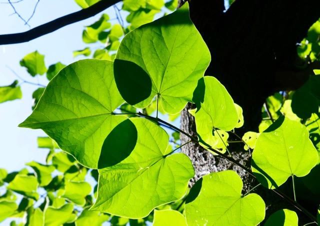 Leaves wearing sunglasses.jpg
