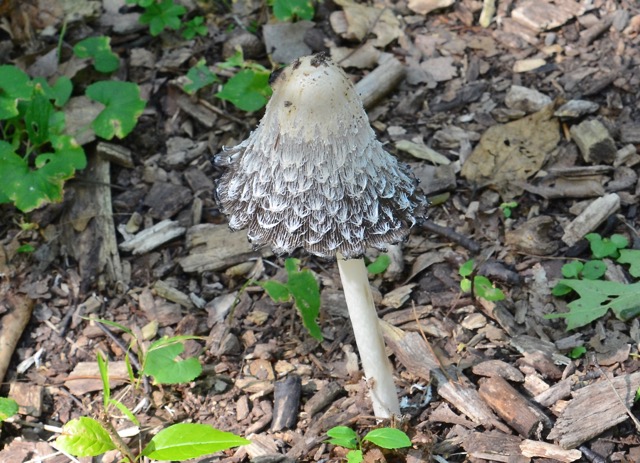 mushroom-1