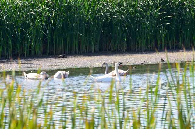 mute-swan-juveniles