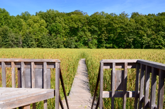 rbg-marshwalk-observation-tower