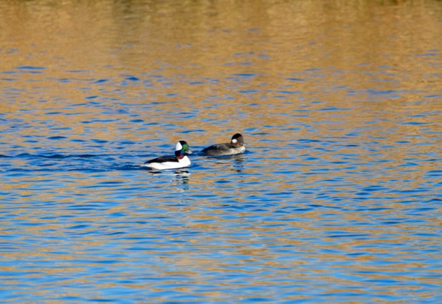 buffleheads