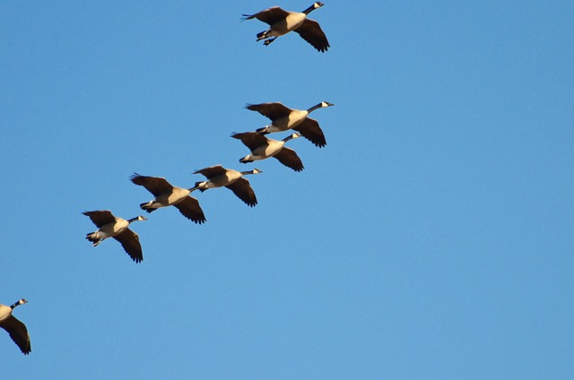 canada-geese
