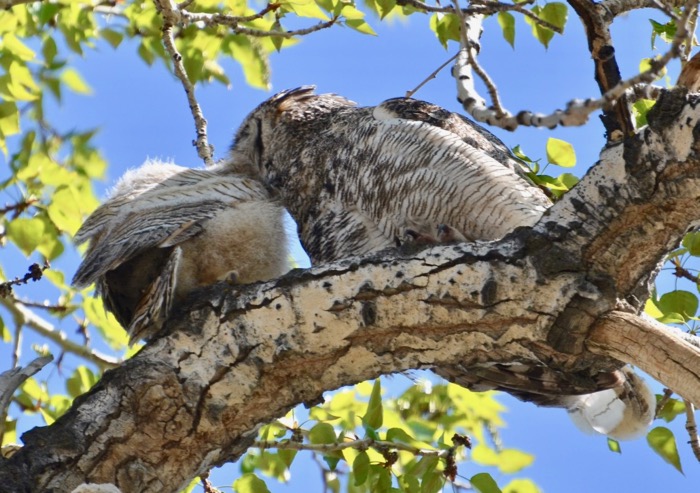 Mom preening baby