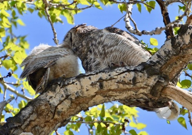 Mom preening baby