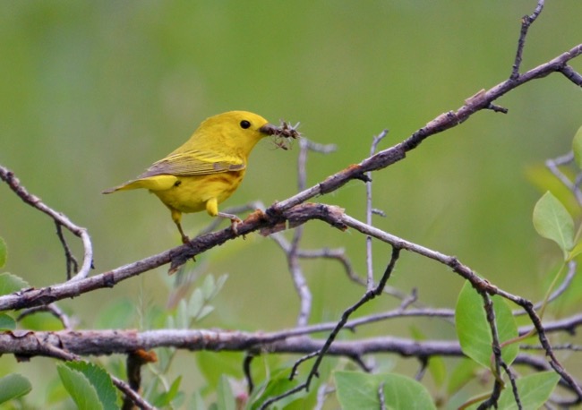 Warbler 3.jpg