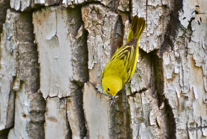 Warbler on tree
