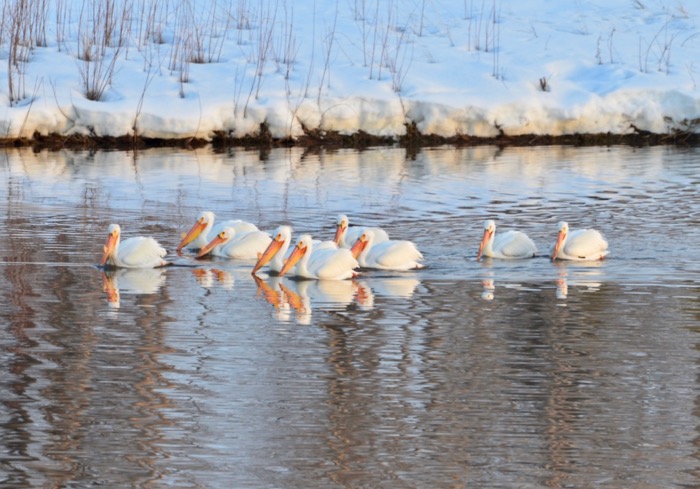 American White Pelicans.jpg