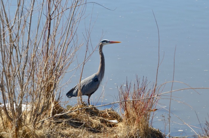 Great Blue Heron.jpg