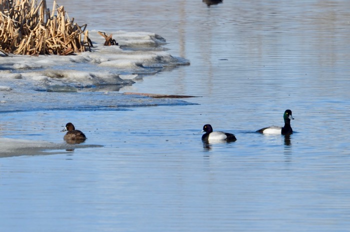 Lesser Scaup.jpg